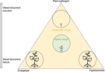 Plant pathogens as introduced weed biological control agents: Could antagonistic fungi be important factors determining agent success or failure?